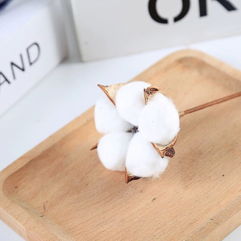 Natural Cotton Flower Stem