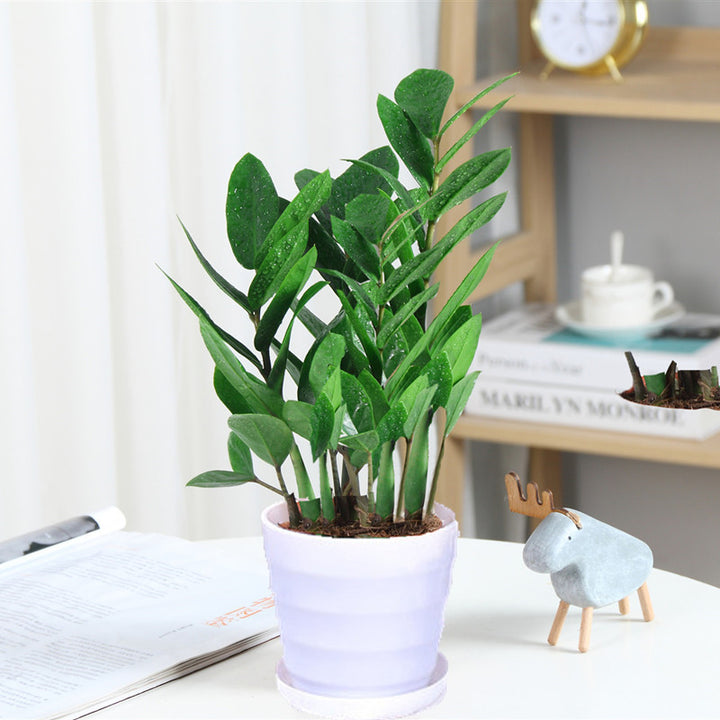 Money tree houseplant, various sizes