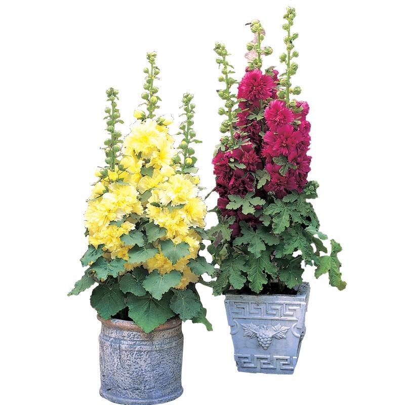 Hollyhock seeds, double, multicolored