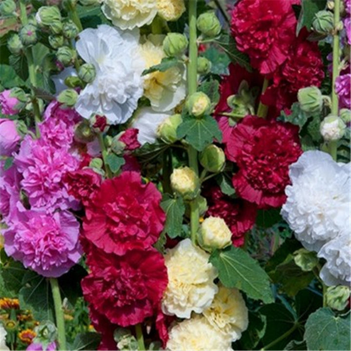 Hollyhock seeds, double, various colors
