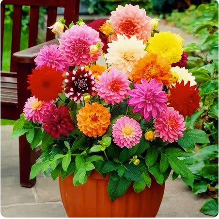 Hollyhock seeds, double, various colors