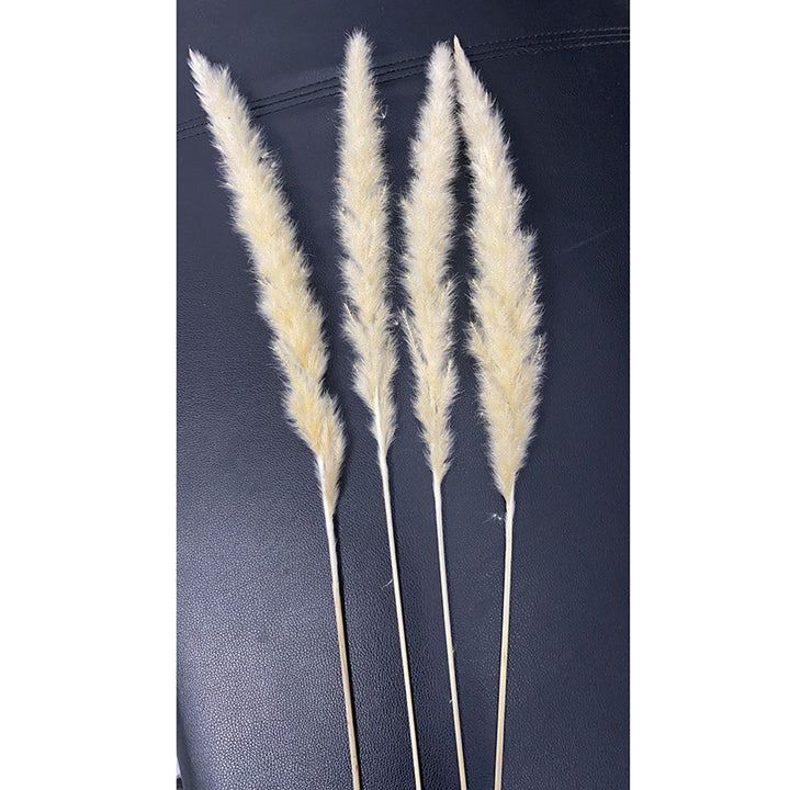 Bleached pampas grass, 145 cm, 10 pieces
