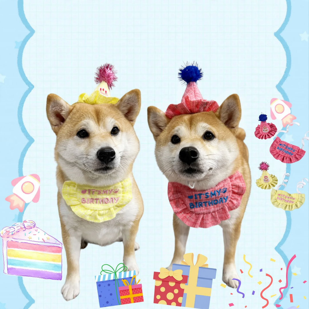Birthday set for pets with hat and bib