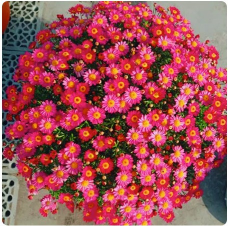 Hollyhock seeds, double, various colors