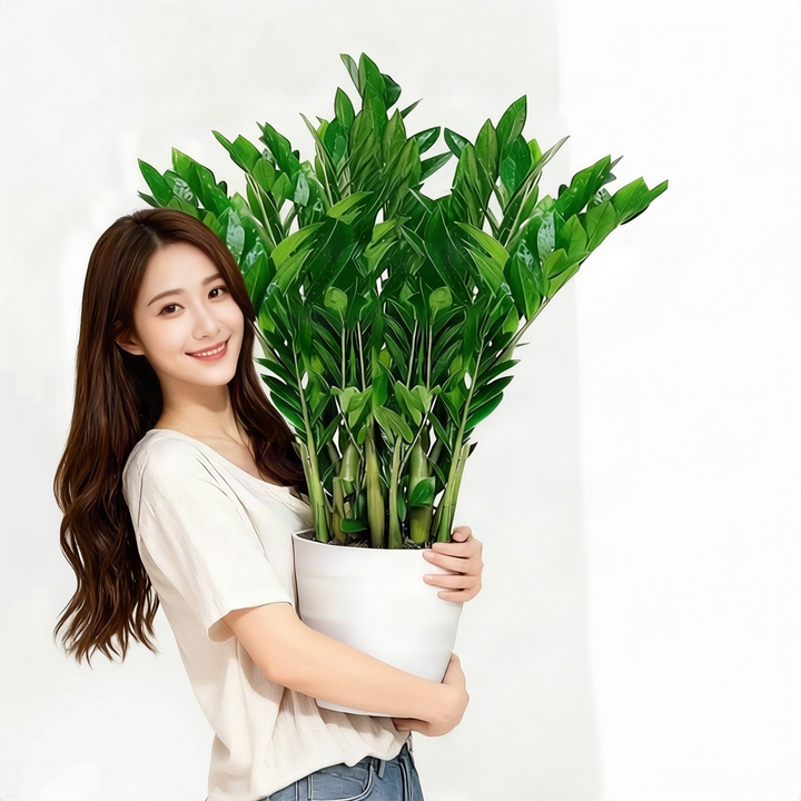 Money tree houseplant, various sizes