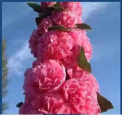 Hollyhock seeds, double, various colors