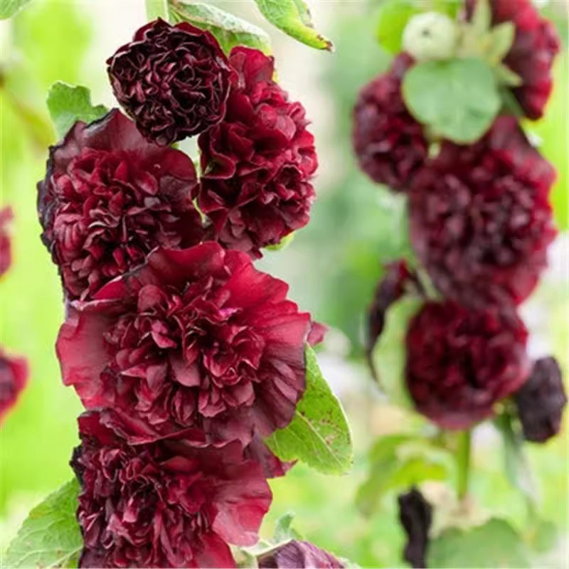 Hollyhock seeds, double, various colors