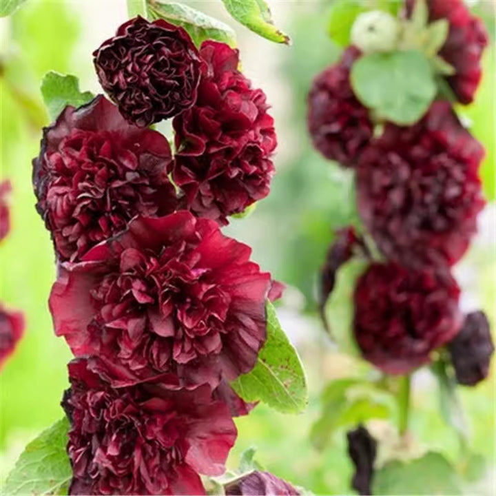 Hollyhock seeds, double, various colors