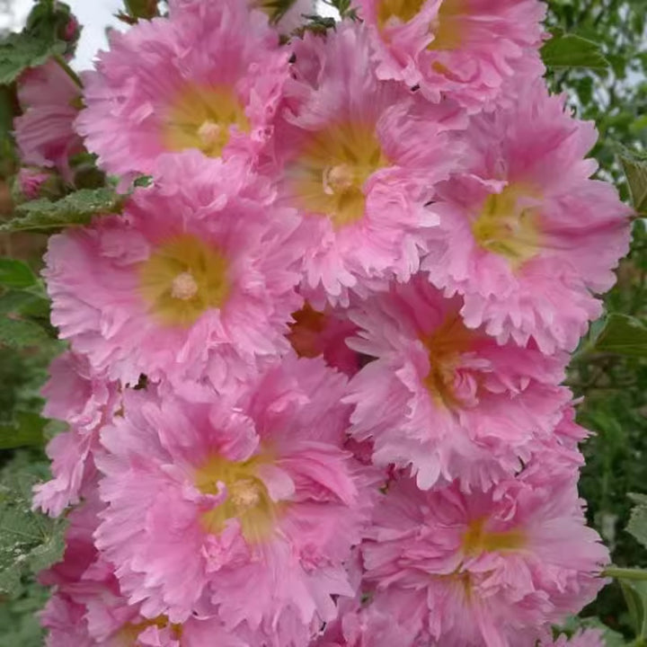 Hollyhock seeds, double, various colors