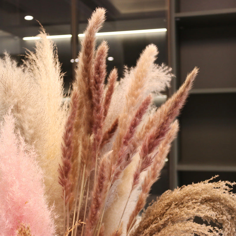 Bleached pampas grass, 145 cm, 10 pieces