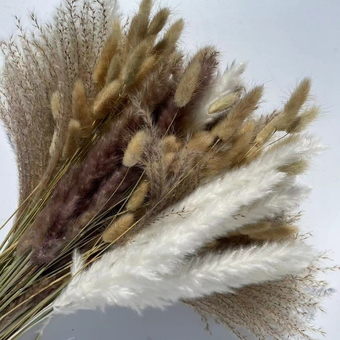 Bleached pampas grass, 145 cm, 10 pieces