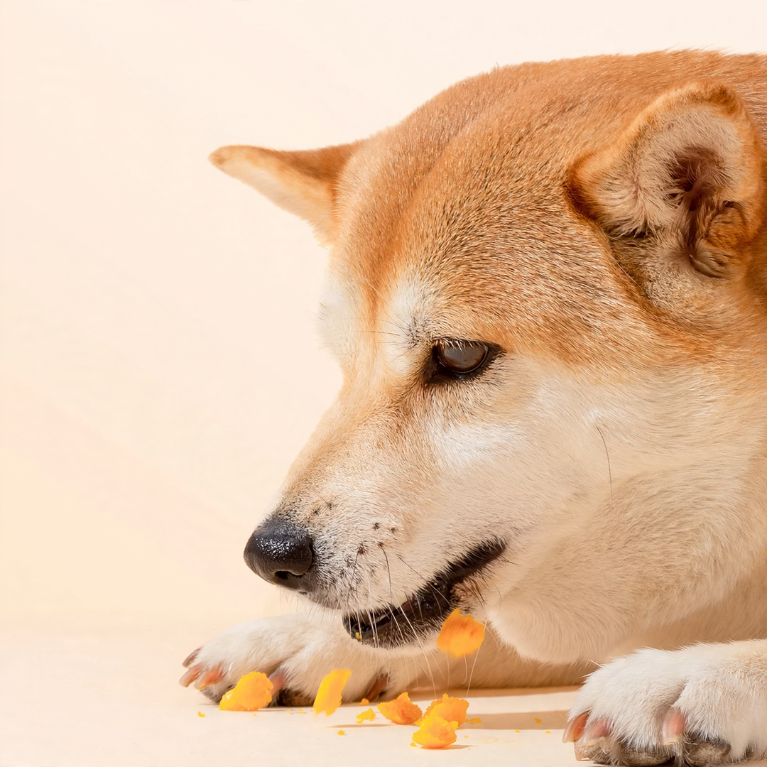Dog snack with egg yolk core, training reward