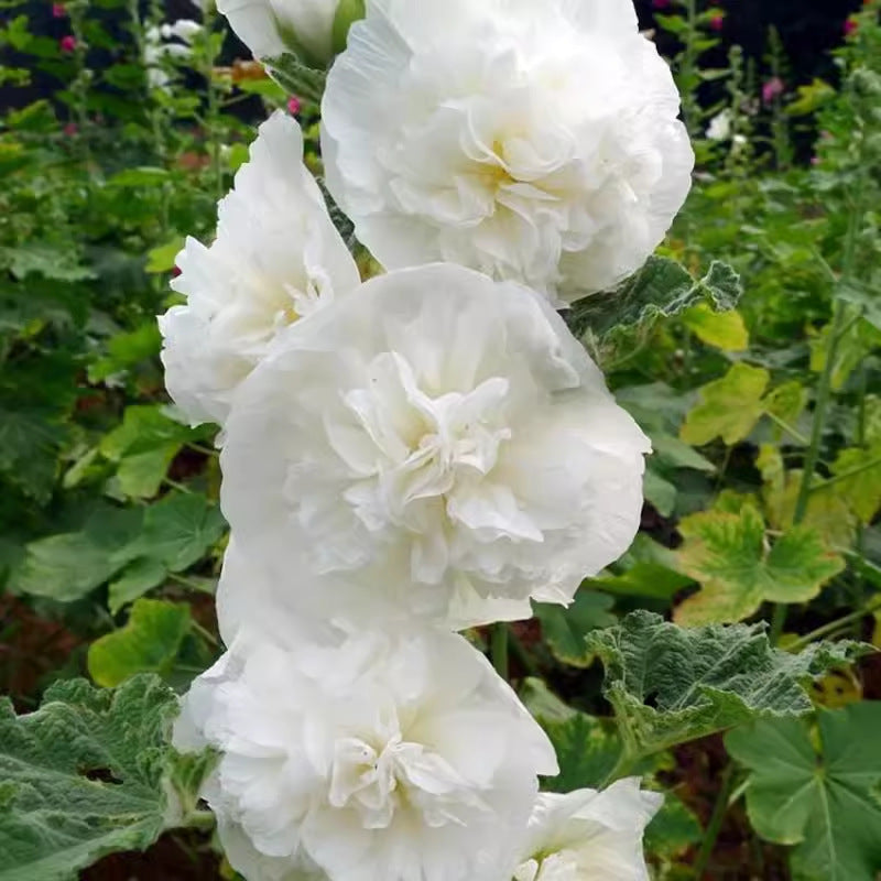 Hollyhock seeds, double, various colors