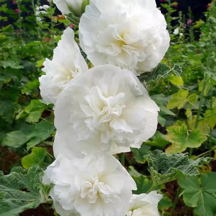 Hollyhock seeds, double, various colors