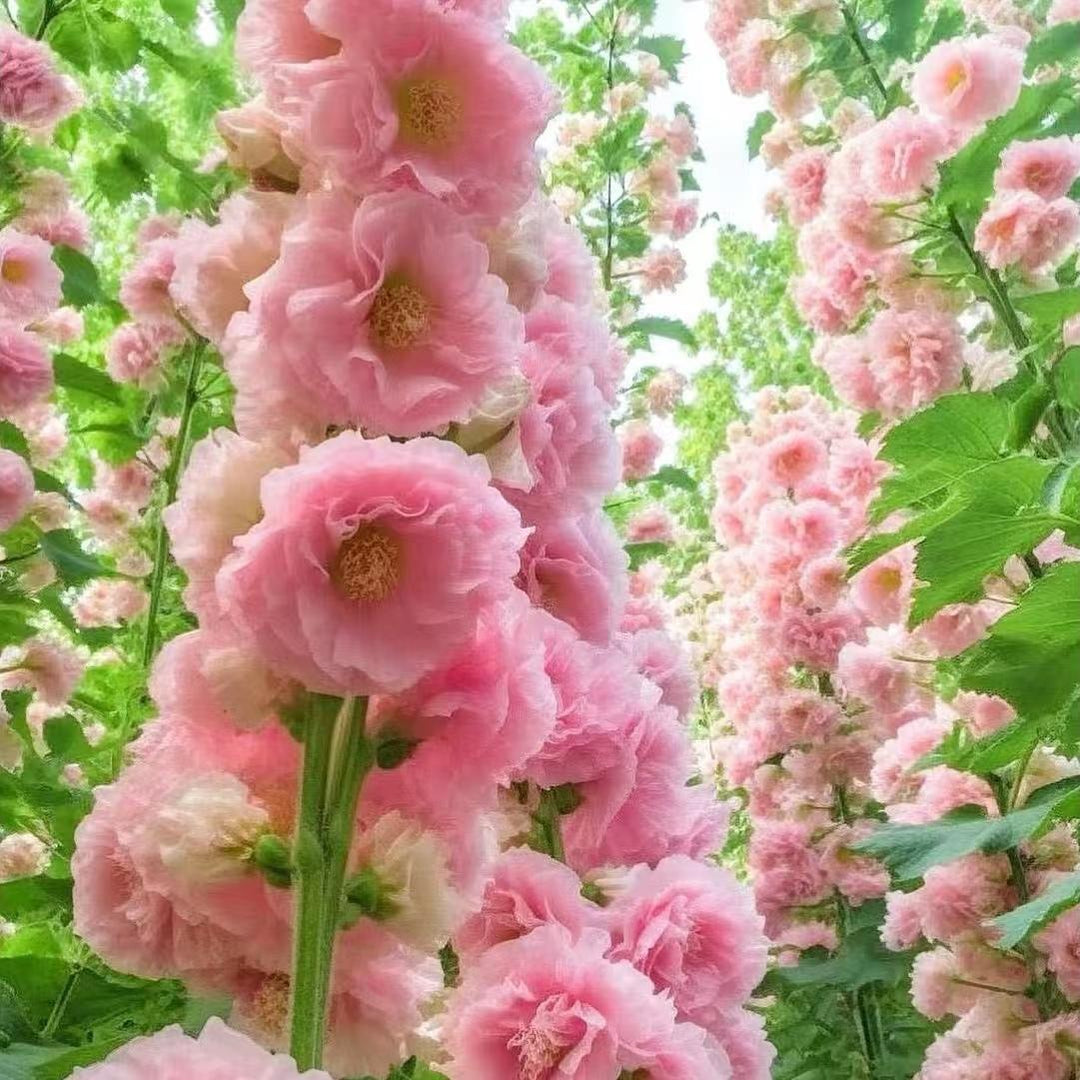Hollyhock seeds, double, multicolored