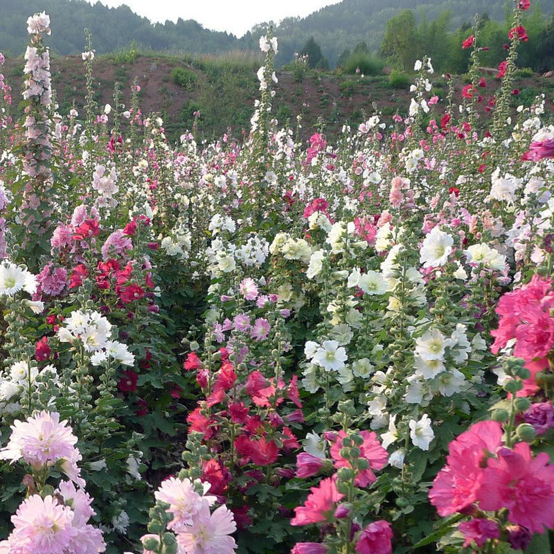 Hollyhock seeds, double, various colors