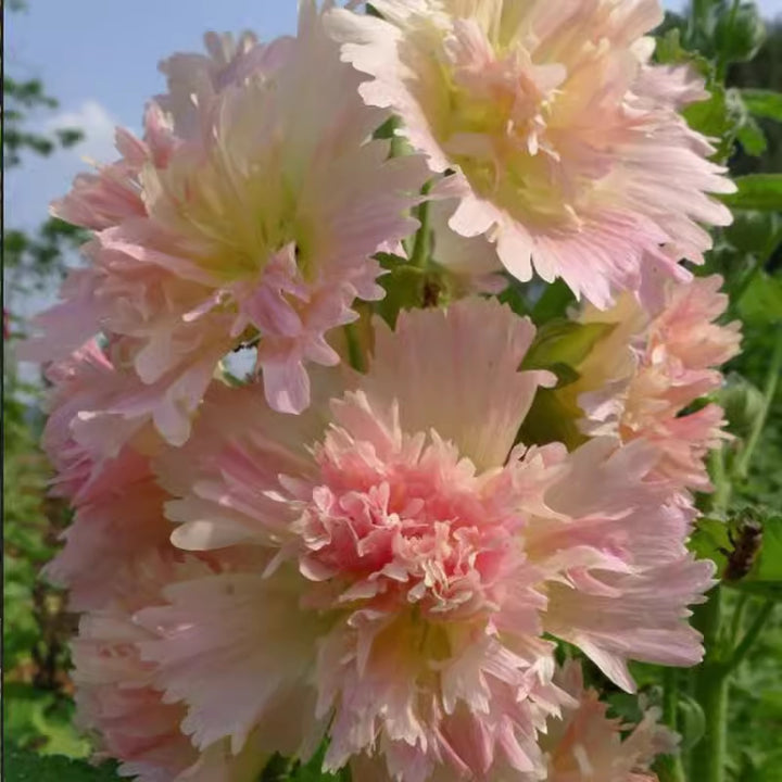 Hollyhock seeds, double, various colors