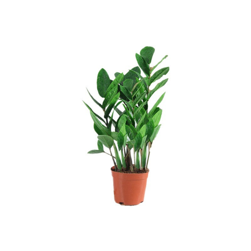 Money tree houseplant, various sizes