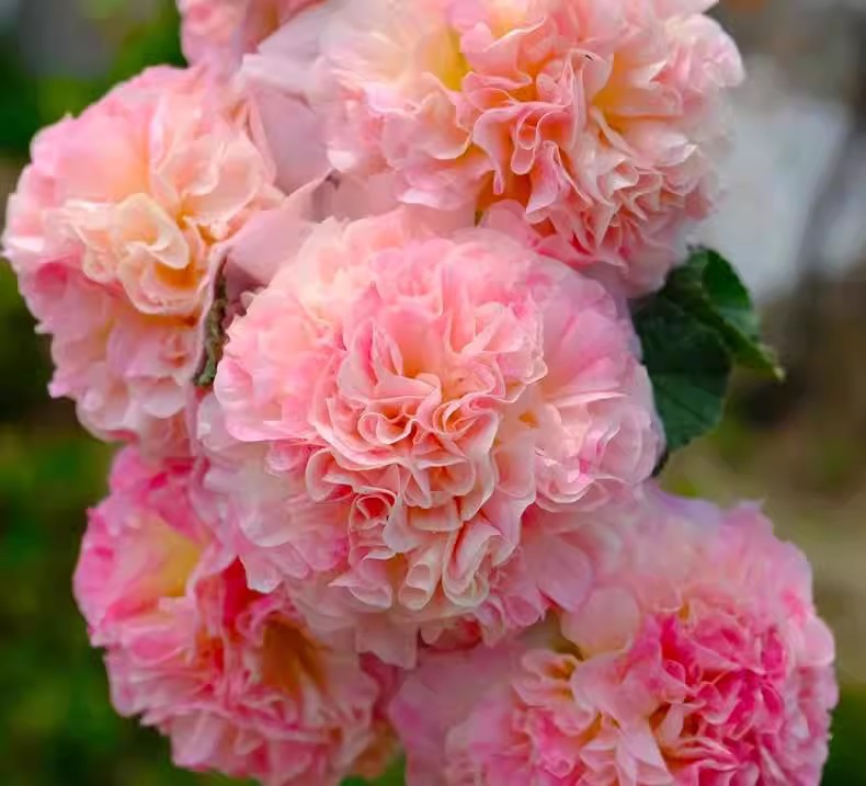 Hollyhock seeds, double, various colors