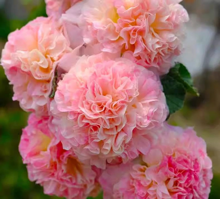 Hollyhock seeds, double, various colors