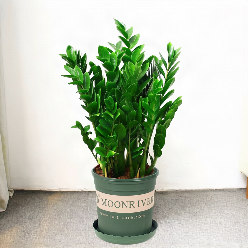 Money tree houseplant, various sizes