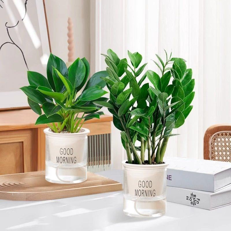 Money tree houseplant, various sizes