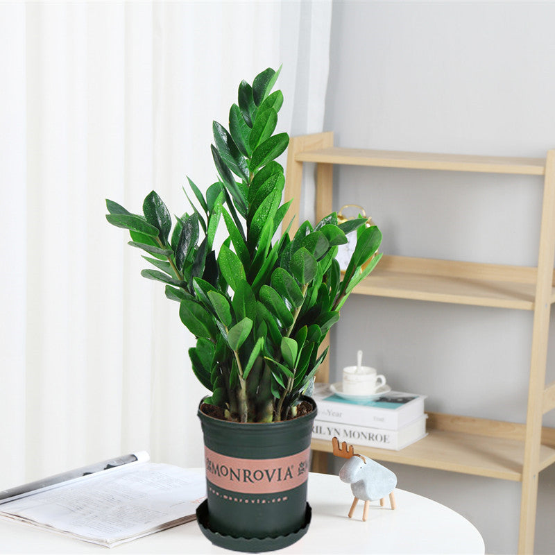 Money tree houseplant, various sizes