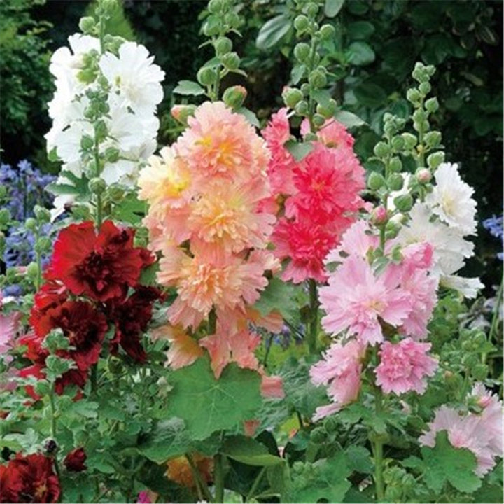 Hollyhock seeds, double, various colors