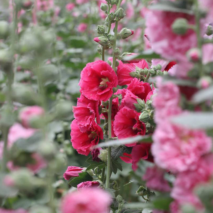 Hollyhock seeds, double, various colors