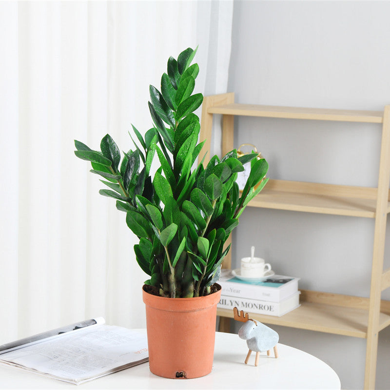 Money tree houseplant, various sizes