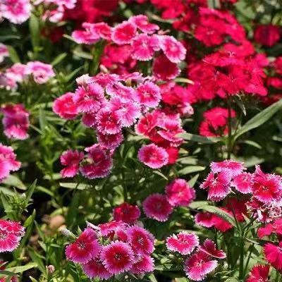 Hollyhock seeds, double, various colors