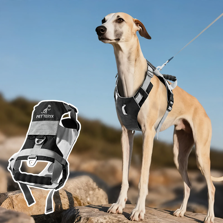 Dog harness with double ring, breathable, various sizes