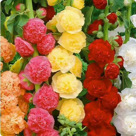 Hollyhock seeds, double, various colors