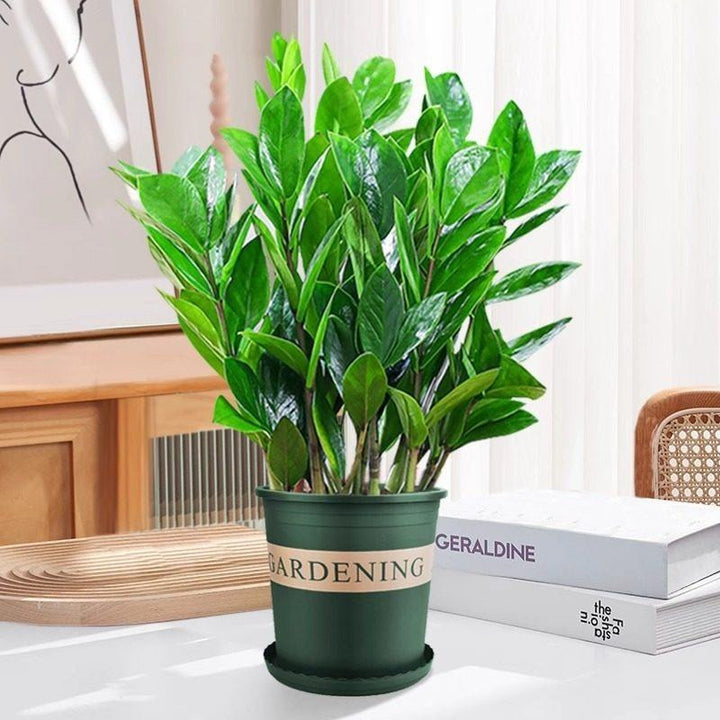 Money tree houseplant, various sizes