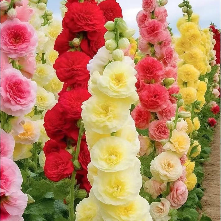 Hollyhock seeds, double, multicolored