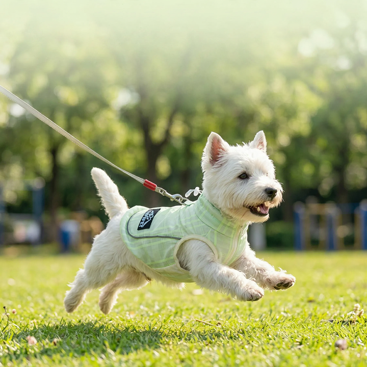 Dog carrier shirt with reflectors for summer