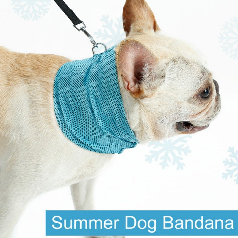 frenchie cooling bandana