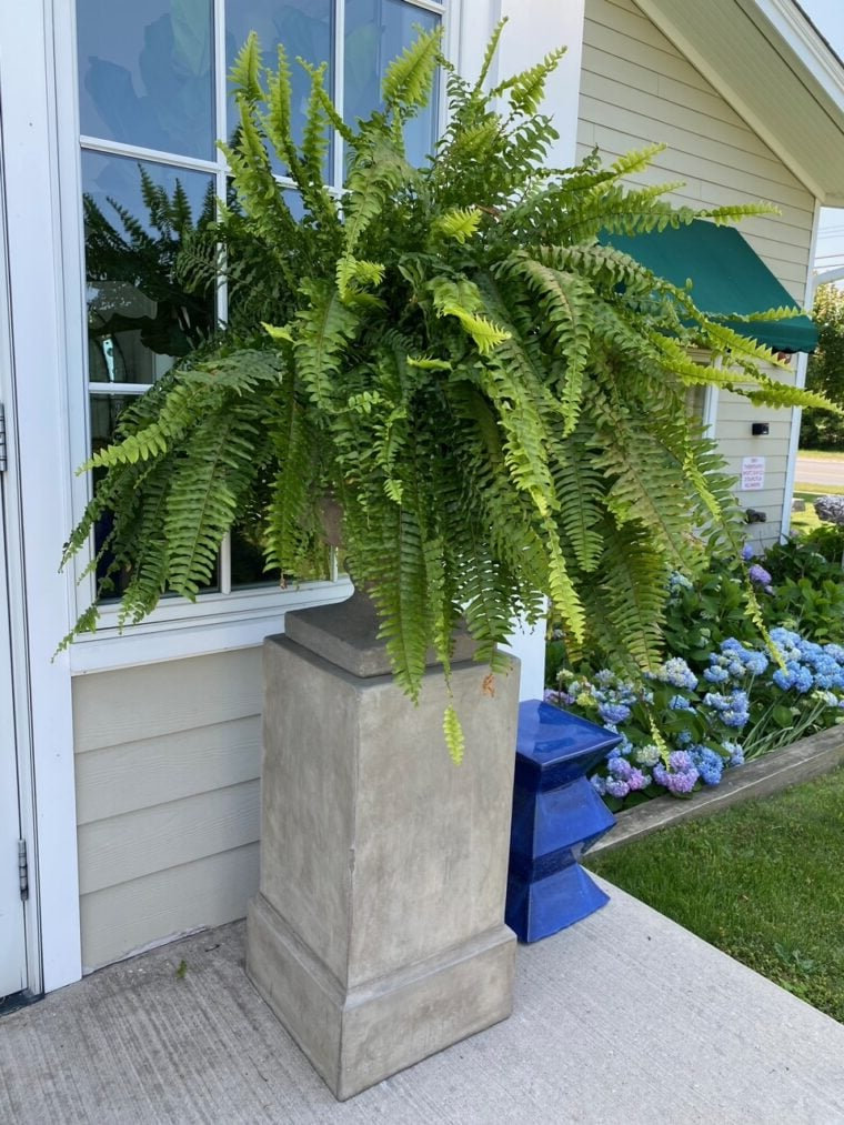 Kalsten | UV Resistant Artificial Boston Fern | Lifelike, Waterproof & Maintenance-Free for Outdoor Décor