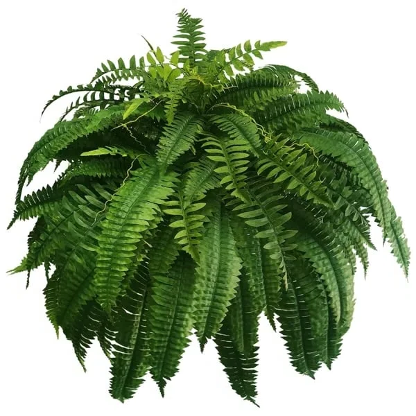 Kalsten | UV Resistant Artificial Boston Fern | Lifelike, Waterproof & Maintenance-Free for Outdoor Décor
