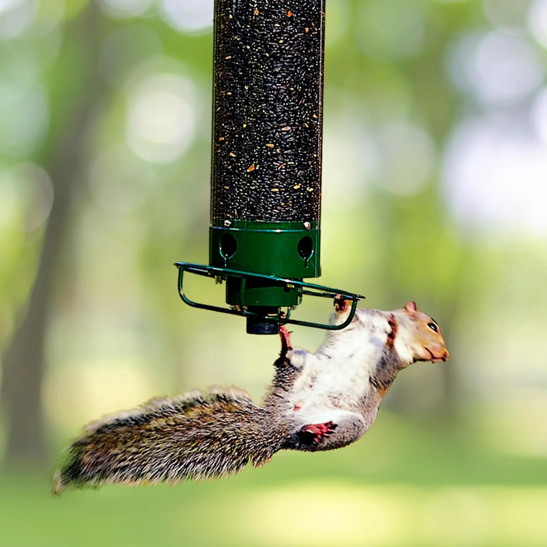 Kalsten | Bird Feeder | Squirrel-Proof Hanging Seed Feeder Outdoor