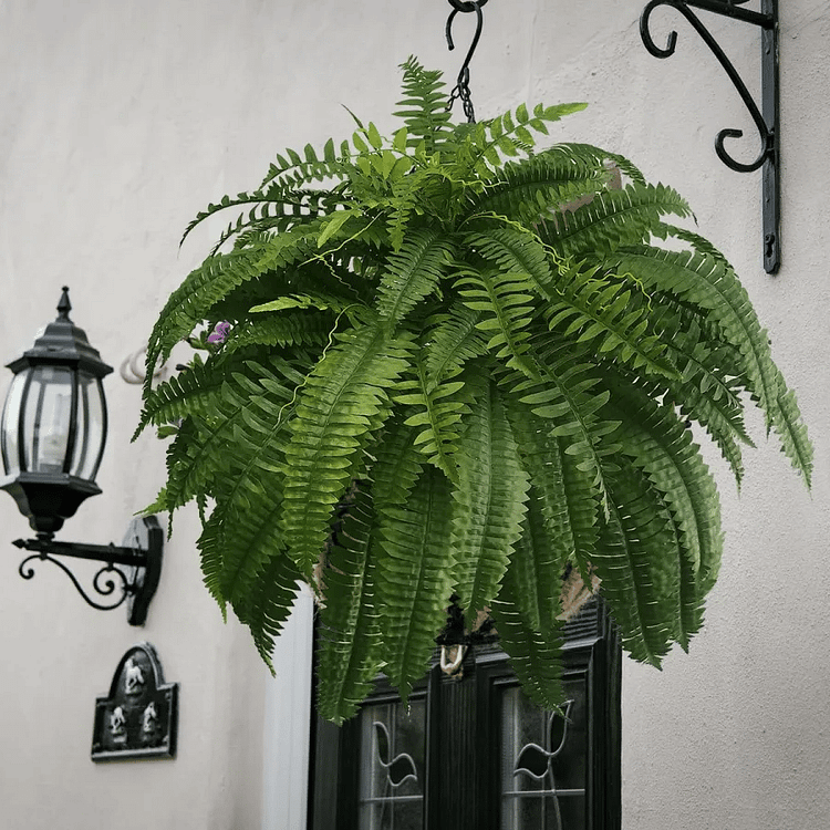 Kalsten | UV Resistant Artificial Boston Fern | Lifelike, Waterproof & Maintenance-Free for Outdoor Décor